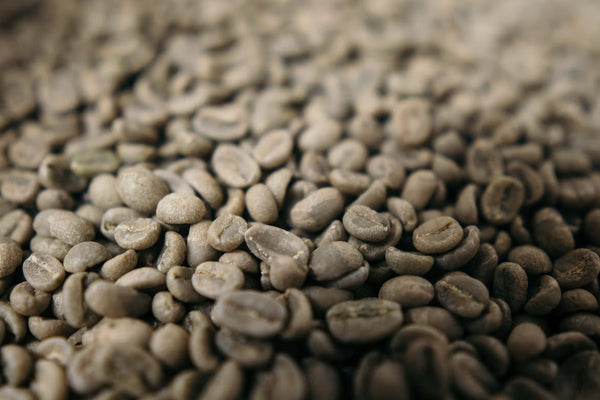 El Salvador Monte Sion SHG Green Coffee Beans